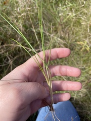 Poa