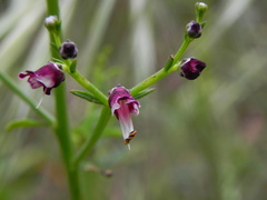 Scrophularia canina
