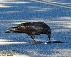 Corvus corax