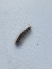 Hyphantria cunea