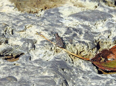 Cicindela duodecimguttata