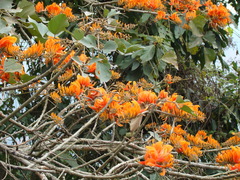 Erythrina