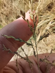 Eragrostis curvula