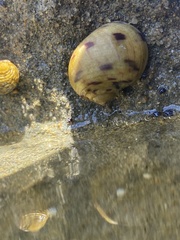 Nerita peloronta