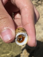 Nerita peloronta