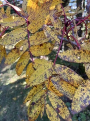Sorbus decora