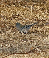 Catamenia analis