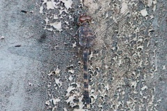 Bradinopyga geminata