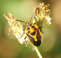 Agonoscelis rutila