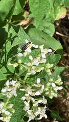 Acmaeodera flavomarginata