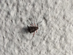 Tuberolachnus salignus