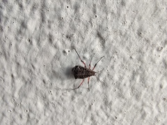 Tuberolachnus salignus