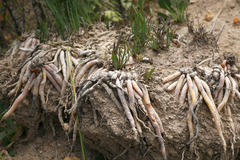 Trachyandra chlamydophylla