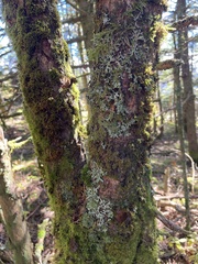 Sorbus decora