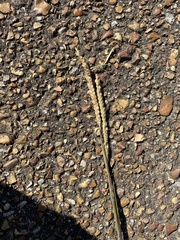 Paspalum floridanum