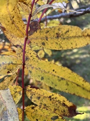 Sorbus decora