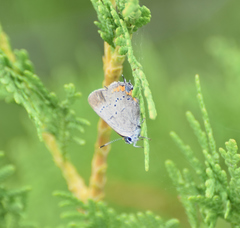 Satyrium acadica