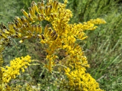 Solidago chapmanii