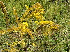 Solidago chapmanii