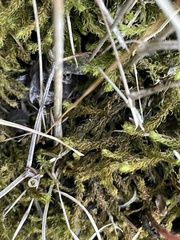 Aulacomnium palustre