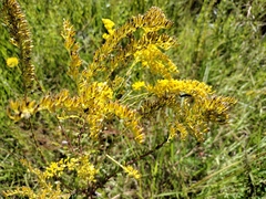 Solidago chapmanii
