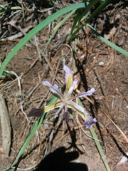 Iris hartwegii