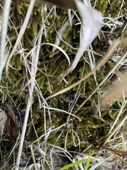 Aulacomnium palustre