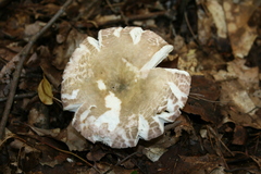 Russula parvovirescens