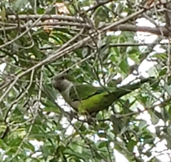 Myiopsitta monachus