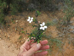 Adenandra marginata