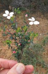 Adenandra marginata