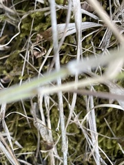 Aulacomnium palustre