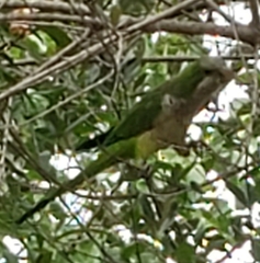 Myiopsitta monachus