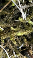 Aulacomnium palustre