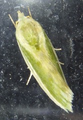 Earias huegeliana