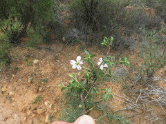Adenandra marginata