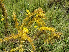Solidago chapmanii