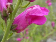 Antirrhinum tortuosum
