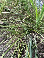 Crocosmia × crocosmiiflora
