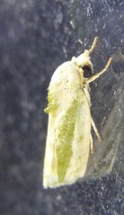 Earias huegeliana