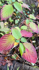 Cornus alternifolia