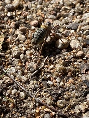 Bradyporinae