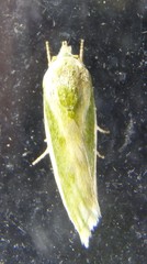 Earias huegeliana