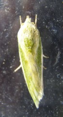Earias huegeliana
