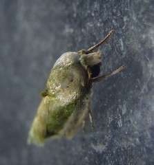 Earias huegeliana