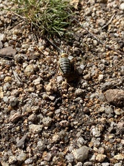 Bradyporinae