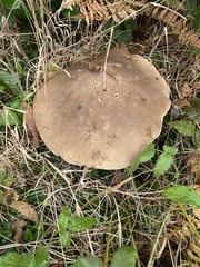 Caloboletus conifericola