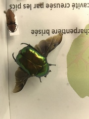 Protaetia speciosissima