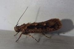 Erythrobapta haemalea