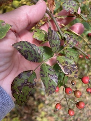 Diplocarpon rosae